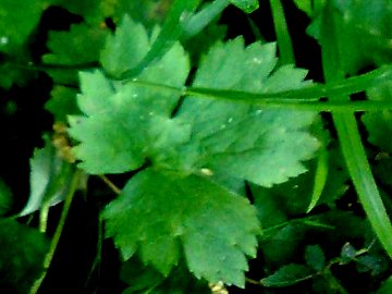 Ranunculus cfr. lanuginosus